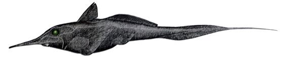 Harriotta raleighana_01256.jpg